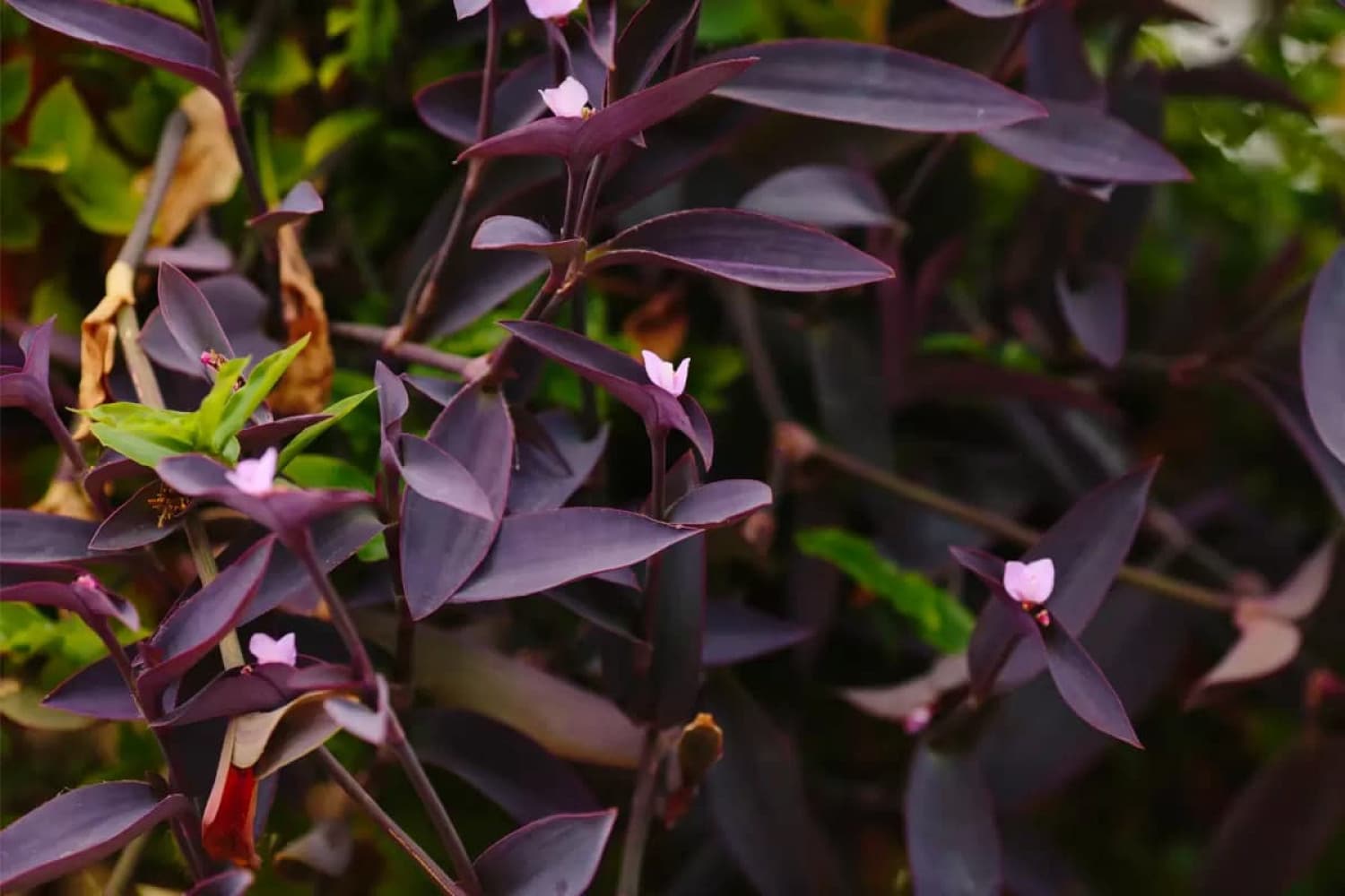 Trapoeraba Roxa Um Guia De Cultivo Completo Dessa Planta Encantadora