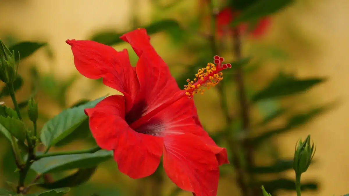 Horticultura De Sucesso Saiba Tudo Sobre Cuidados E Cultivo De Hibiscos Com Fotos Inspiradoras