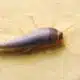 inseto peixinho