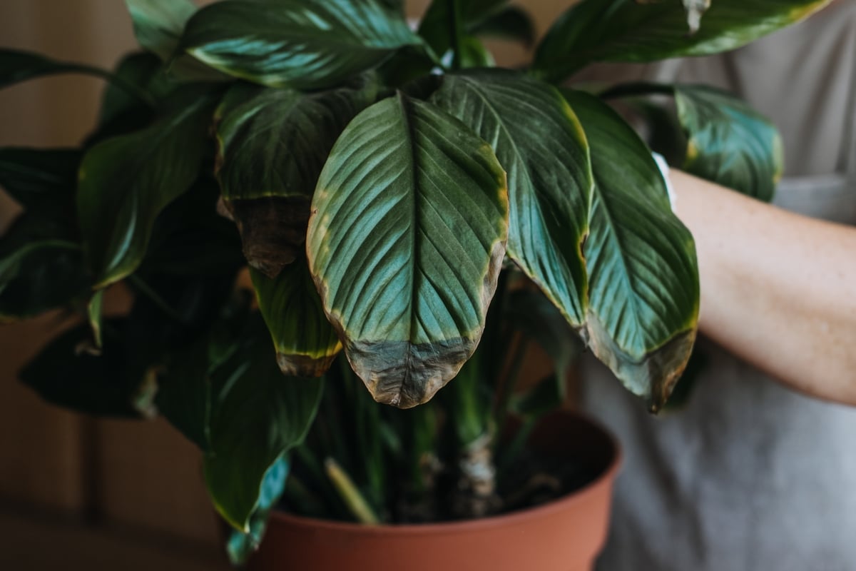 Planta em vaso em casa doente. folhas de plantas em vaso, com manchas  marrons escuras, bordas secas