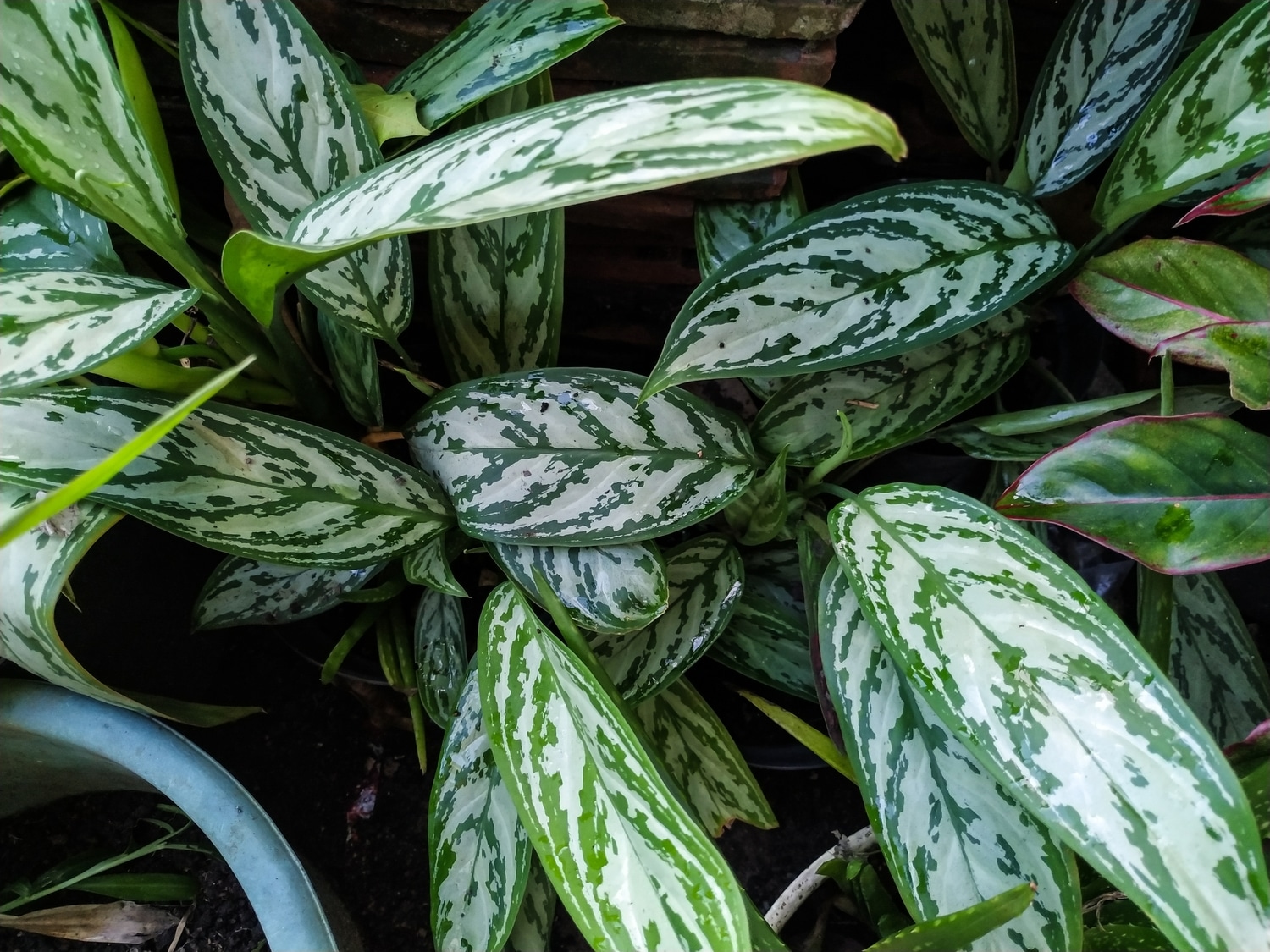 Café-de-salão (Aglaonema nitidum 'Silver Queen') - PictureThis