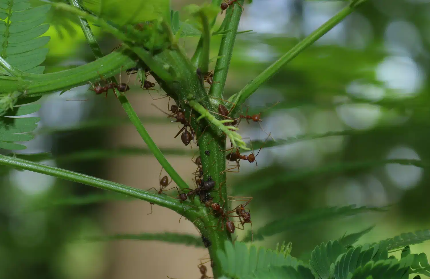 formigas em plantas frutíferas