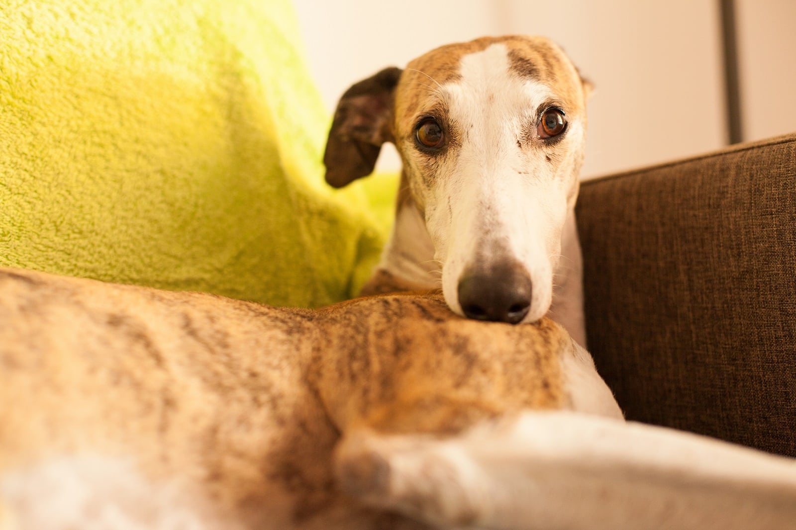 Galgo inglês  Conheça as características da raça e cuidados