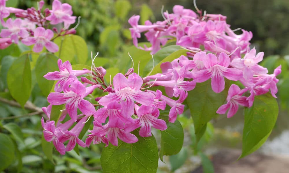 Cip Rosa Cuspidaria Convoluta Origem Caracter Sticas Guia De Cultivo E Curiosidades Sobre