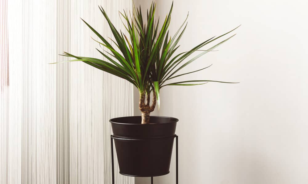 Basic Care, Technical Details and Characteristics of the Dragon Tree (Dracena Marginata): Planting Guide