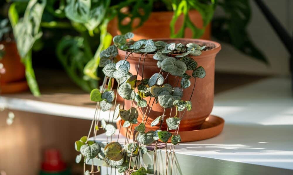 Learn about the succulent Corações Entaranhados (Ceropegia woodii) plant and how to grow it at home