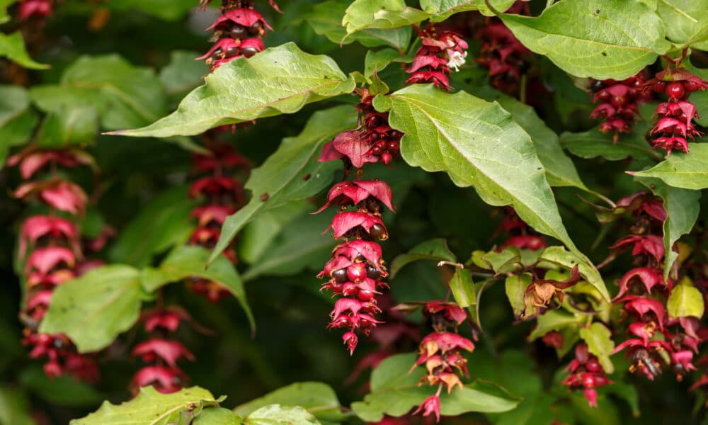 Discover the stunning Himalayan honeysuckle (Leycesteria formosa) and how to grow and use it in your landscaping
