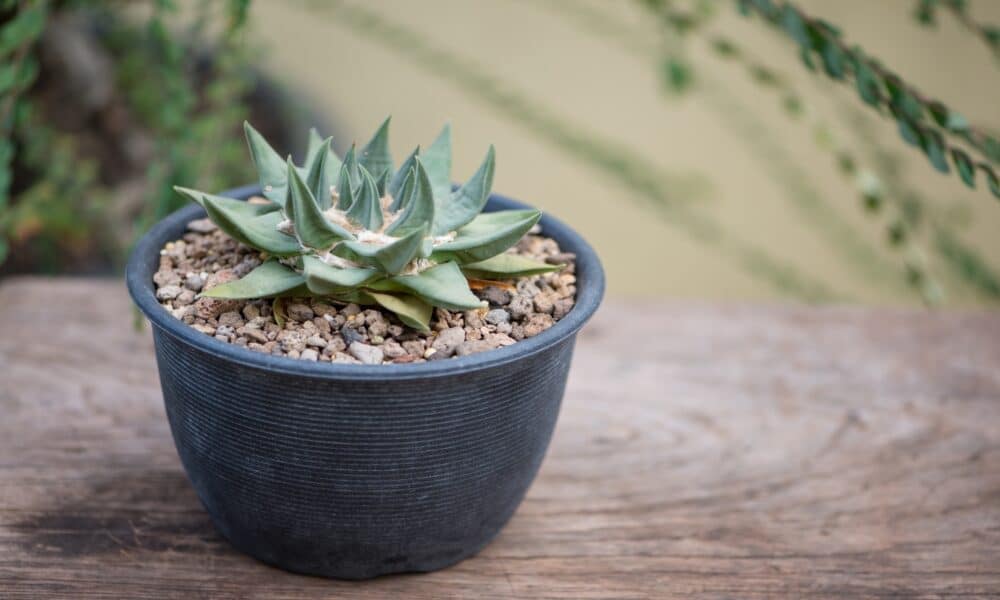 4 rare succulents that you can add to your collection!  Learn planting step by step