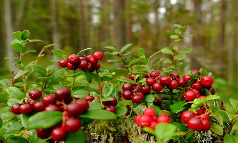 Discover the health benefits of cranberries (Vaccinium macrocarpon aeton) and the best ways to consume the fruit