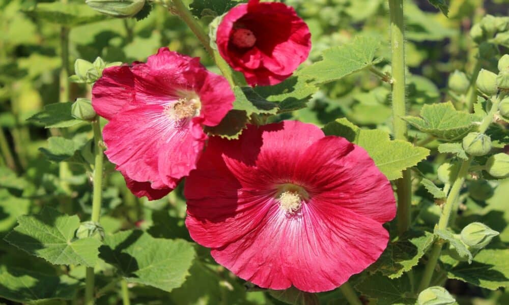 Conheça a Malva-rosa (Alcea rosea), seus cuidados de cultivo, com ocorre a  floração, usos na decoração e propriedades medicinais