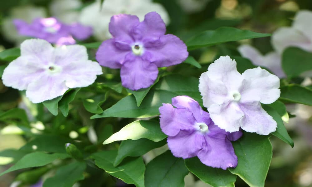 Successfully enjoy the delicate beauty of Manacá-de-cheiro (Brunfelsia uniflora) in your garden with this complete planting guide