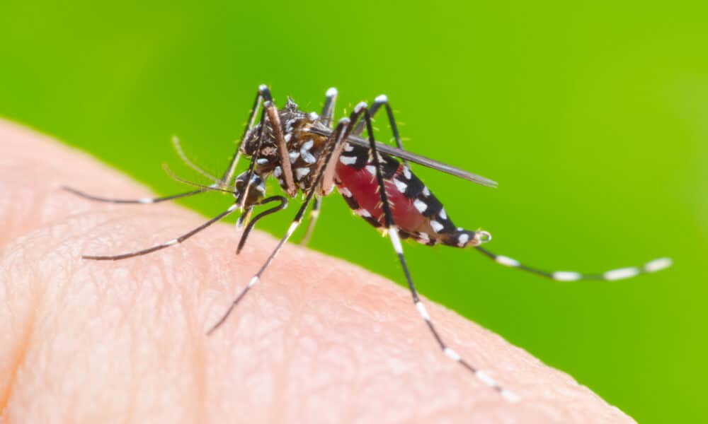 Auf Wiedersehen, Dengue-Fieber?  Untersuchungen besagen, dass Pflanzen die Fähigkeit haben, Mücken abzuwehren und auszurotten