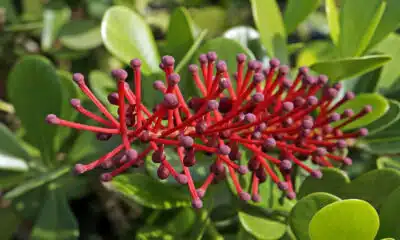 Conheça a Malva-rosa (Alcea rosea), seus cuidados de cultivo, com ocorre a  floração, usos na decoração e propriedades medicinais