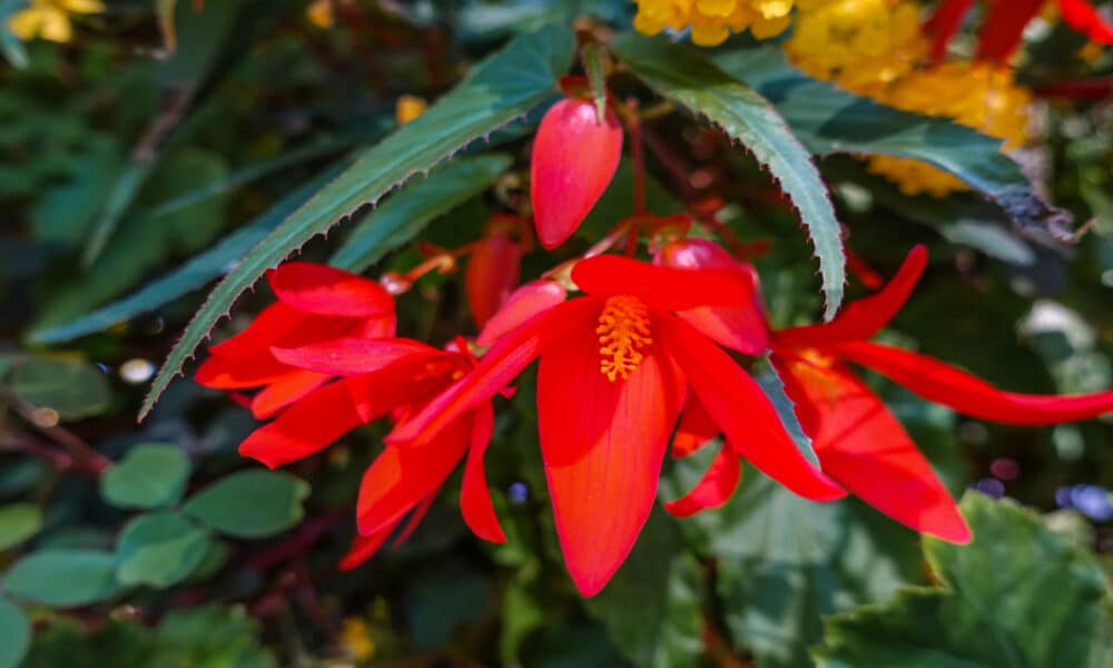 Get a more colorful and delicate garden with these tips for growing Santa Cruz begonia (Begonia boliviensis)