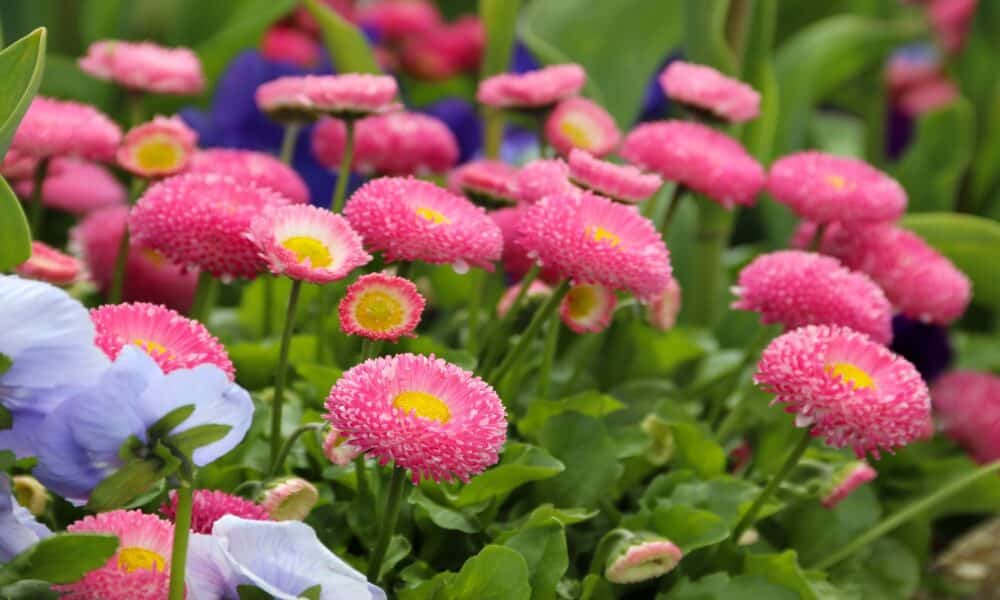 Flores Exóticas: Deixe O Seu Jardim Mais Belo Com O Cultivo Da Bonina ...