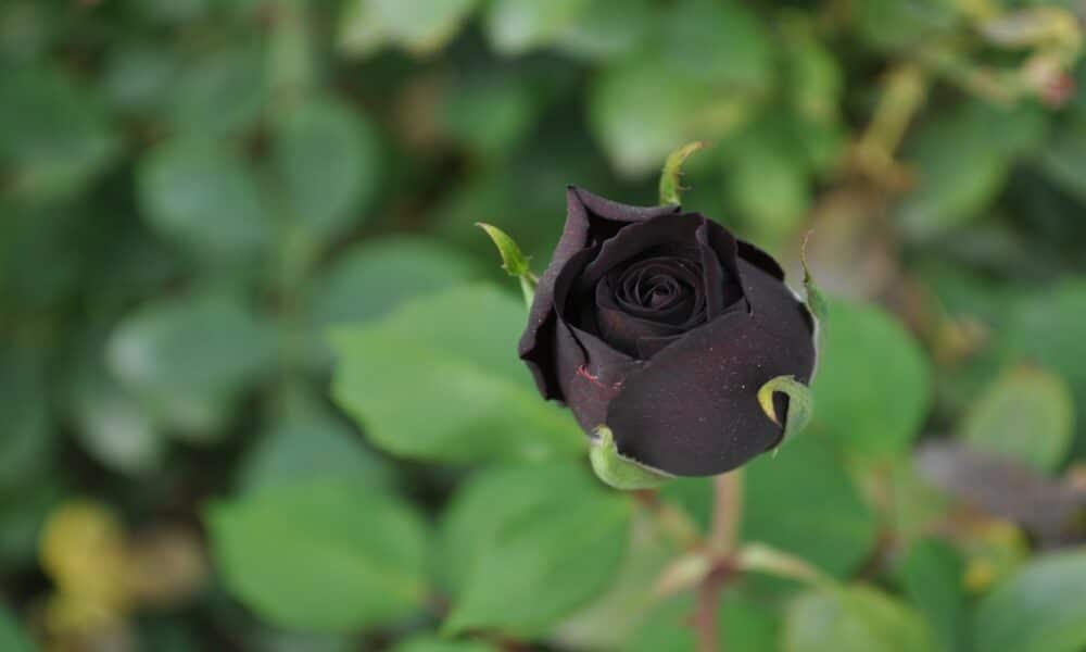 Descubre por qué no hay flores negras en la naturaleza