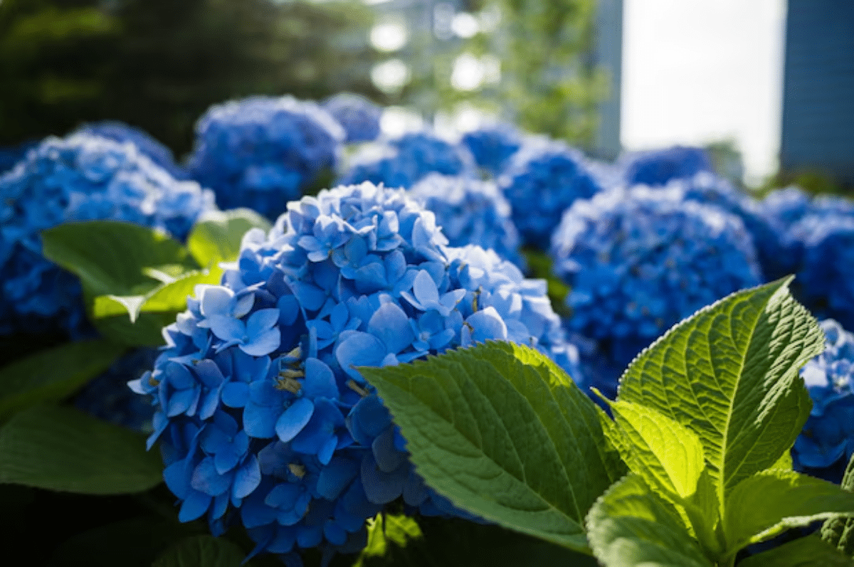 Hortênsias perfeitas: segredos de cultivo para embelezar seu jardim