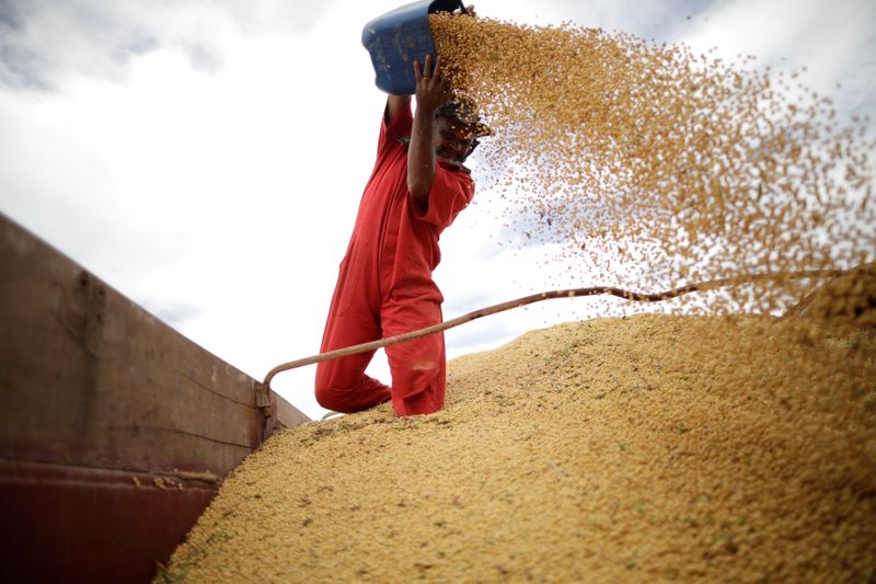Diminui estimativa da produção paulista de grãos, revela Faesp